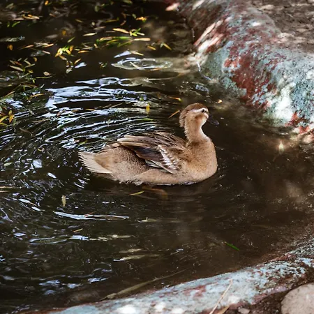 Franz's House - Connie's Heritage * Cefalù