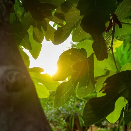 Franz's House - Connie's Heritage * تْشيفالو