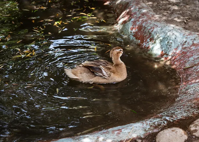 Franz's House - Connie's Heritage * צ'פאלו