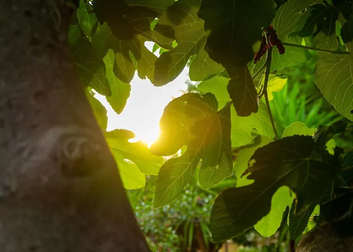 Franz's House - Connie's Heritage * צ'פאלו